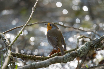 Robin on a branch in a park in the district Bromma in Stockholm