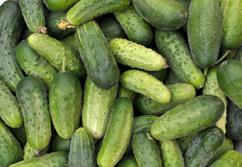 Background from harvested cucumbers