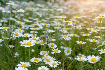 Field with herb and chamomile flowers in the rays of the sunset sun. Nature background.