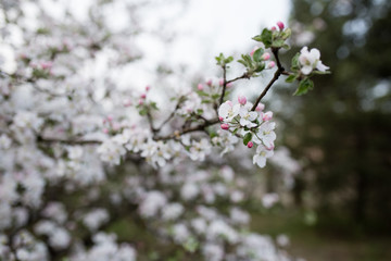 branch of spring white flowers 