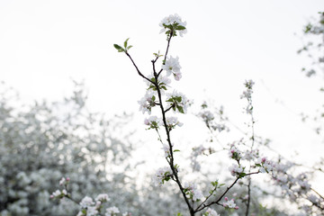 branch of spring white flowers on a white background