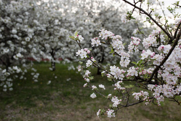 branch of spring white flowers on a background of trees