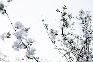 branch of spring white flowers on a white background