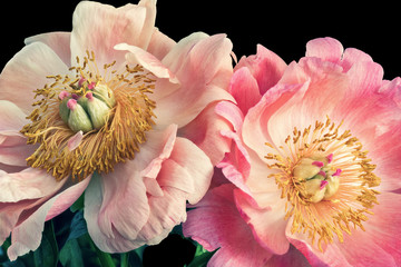 Obrazy  Isolated pastel pink young peony blossom pair macro on black background with stem and green leaves in vintage painting style