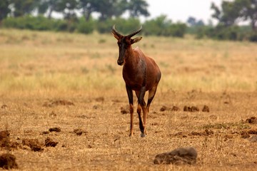 Topi standing in the grass