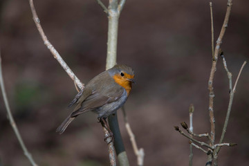 Fototapeta premium Robin on a branch in a park in the district Bromma in Stockholm