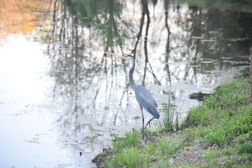great blue heron