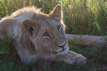 Close up of a young male lion