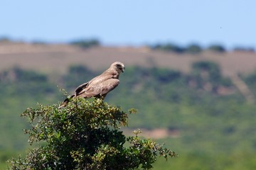 Steppe buzzard on a branch of Addo National Park