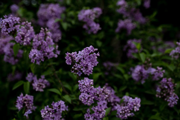 Obraz premium spring lilac flowers on a dark background