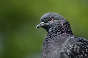 Gołąb - portret © Jacek