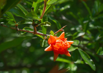 Pomegranate flower. Spring. Imereti region. Georgia country