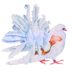Handmade watercolor illustration. Character city bird pigeon on a white background is insulated