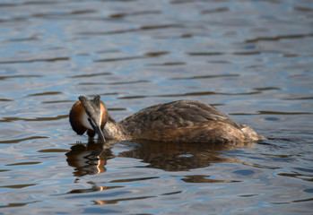 Great crested grebe in defense position in a pond in the district Bromma of Stockholm