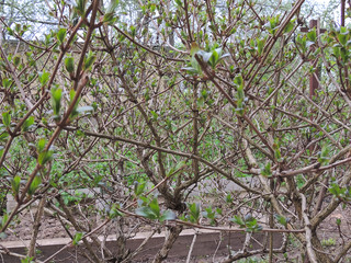 weigela Bush in the garden at home.