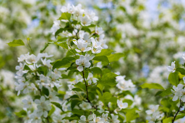 Apple tree flowers on sunny spring day.