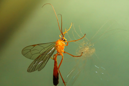 Close up of orange ichneumon wasp sitting on a pane