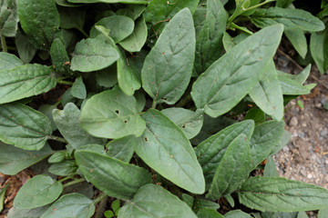 Aster hybr. (Asteracea), 2020