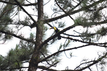 tucan en arbol