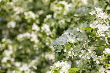 Apple tree flowers on sunny spring day.