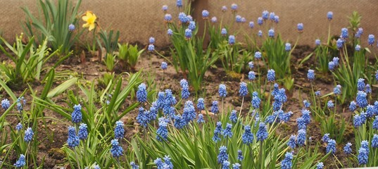 Fototapeta premium Small blue Muscari flowers are blooming. These are the first spring flowers.
