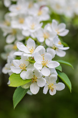 Obraz na płótnie Canvas Apple tree flowers on sunny spring day.