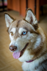 Husky with multi-colored eyes