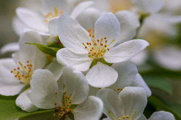 Apple tree flowers on sunny spring day.