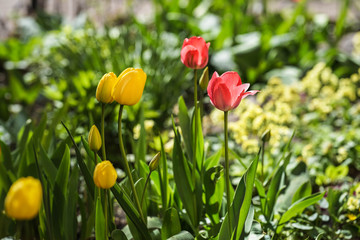 Fototapeta premium pink and yellow tulips in the spring garden