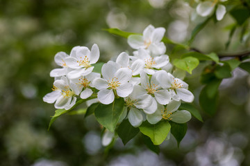 Apple tree flowers on sunny spring day.