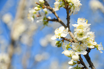 Obraz premium Fruit trees bloom in spring against a background of blue sky and other flowering trees. Close-up