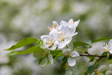Apple tree flowers on sunny spring day.