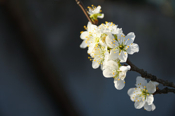 Fruit trees bloom in spring against a background of blue sky and other flowering trees. Close-up