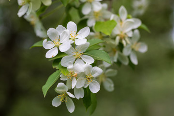 Obraz na płótnie Canvas Apple tree flowers on sunny spring day.