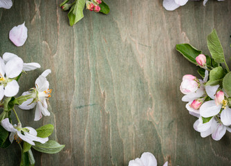 Blooming apple tree. Spring background