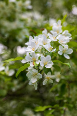 Apple tree flowers on sunny spring day.