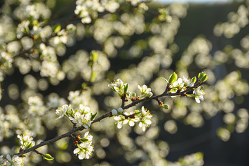 Fruit trees bloom in spring against a background of blue sky and other flowering trees. Close-up