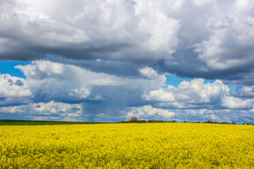 Fototapeta premium heavy clouds in the blue sky above the rape field