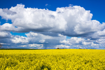 Obraz premium heavy clouds in the blue sky above the rape field