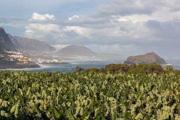 Coast of Garachico town on Tenerife island, view from traditional bananas plantation, Canary islands, Atlantic ocean, Spain