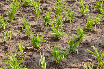 Young seedlings are planted in the open ground in the spring. Young plant sprouts, flowers in a staggered order grow in the ground
