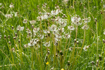 Bayerische Landschaft Löwenzahn