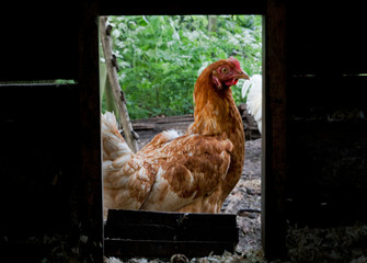 Look through the chicken coop door at a brown chicken