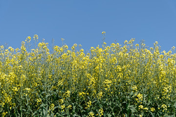 Fleurs jaune de colza au printemps - France