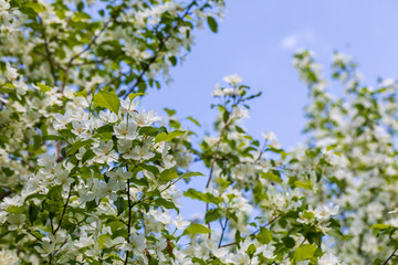 Apple tree flowers on sunny spring day.