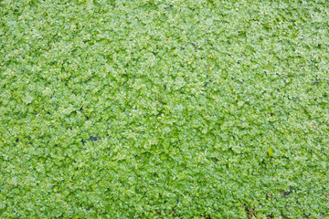 Green floating layer of Common Duckweed 