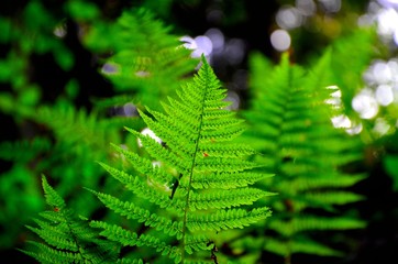 Fototapeta na wymiar Paproć w ciemnym wiosennym lesie
