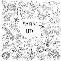 Marine life. Underwater abodes. Vector isolated illustration with fish, octopus, starfish, jellyfish, algae, sea urchin, whale, and turtles on a white background. Menu design with seafood.