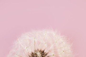 Dandelion seeds close-up. Detailed macro photo. Abstract image, pink background. Copyspace.