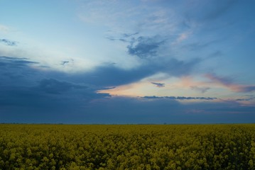 clouds at sunset and а yellow field